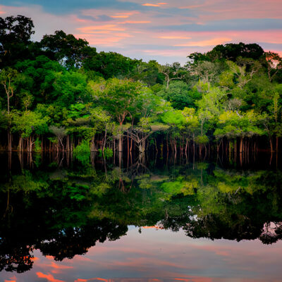 CURSO EAD – Amazônia Viva