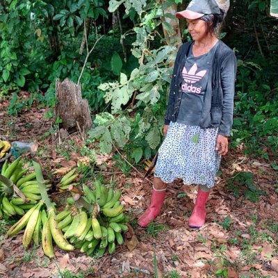 Roça sem queima: iniciativa Ticuna une ancestralidade, regeneração da floresta e geração de renda